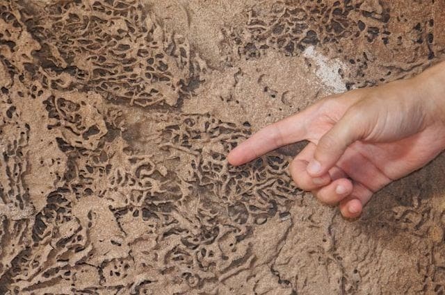 Wood consumed by termites