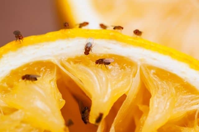 orange infested with fruit flies