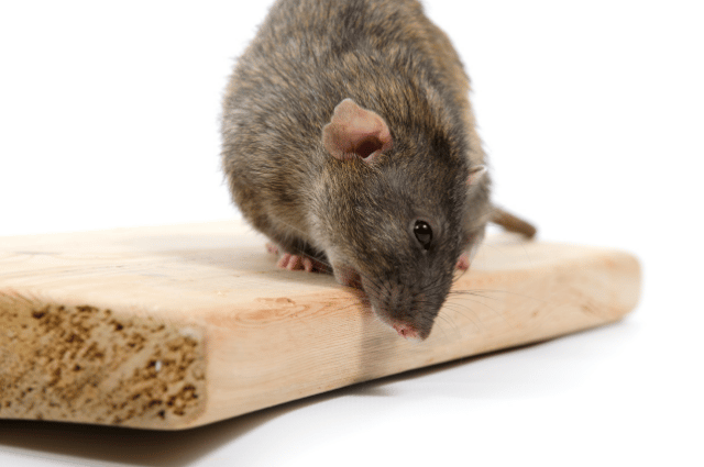 Pack rat chewing on a wood block