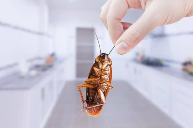 cockroaches in arizona