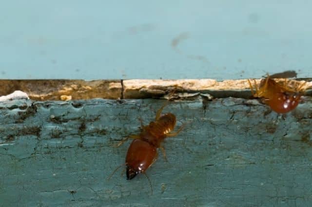 termites on wood