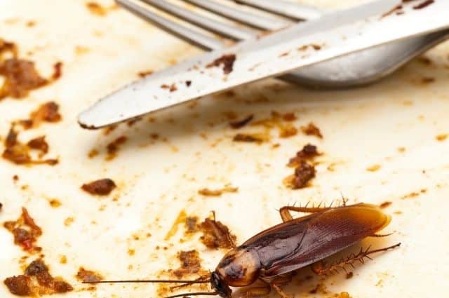 guide to cockroach control at home