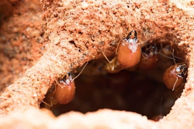 termites found during termite inspections
