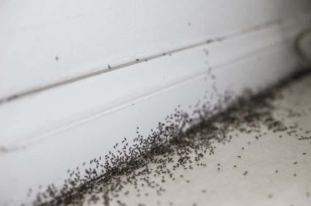 ant infestation