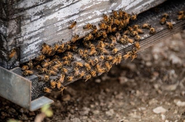 carpenter bees nesting inside wood - how to get rid of bees