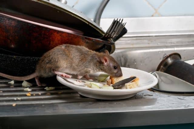 a mouse in a dirty kitchen