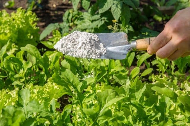 organic pest control for your plants