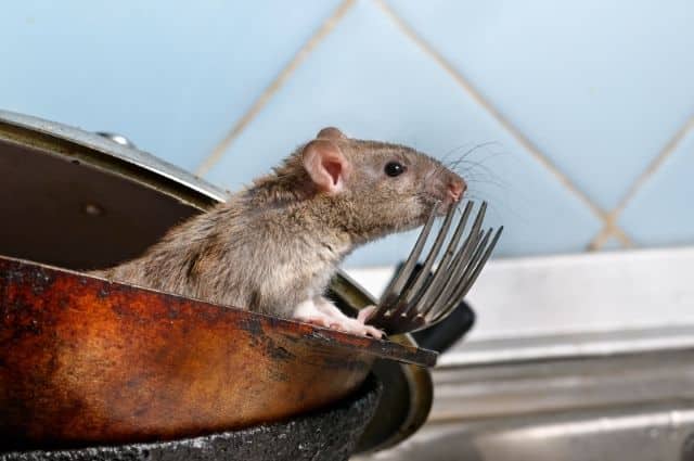 dirty kitchen invites rats