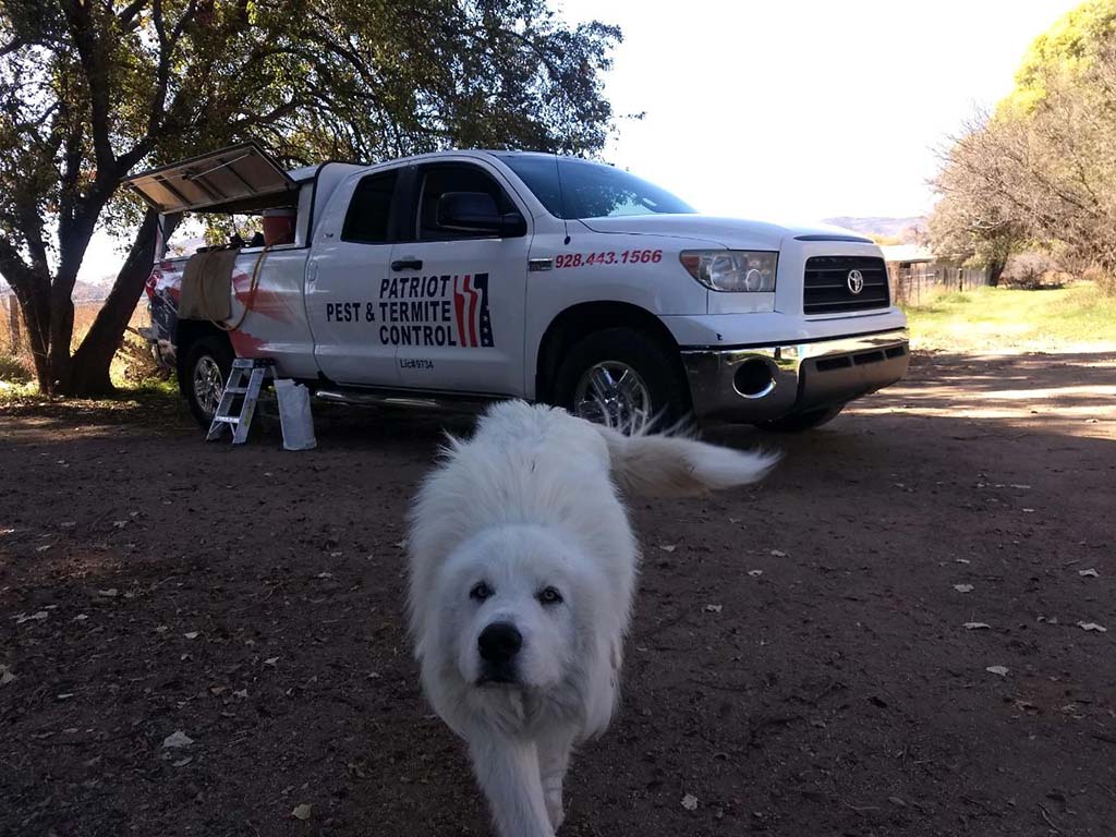 Patriot Pest & Termite Control truck with dog