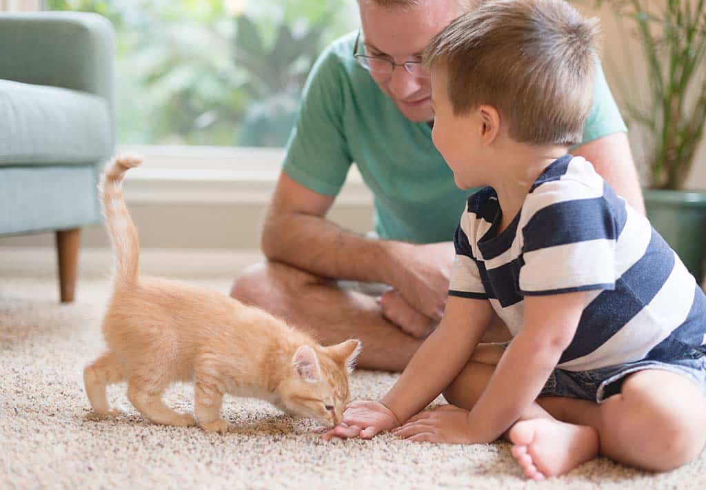 father and son play with kitten in pest-free Prescott home