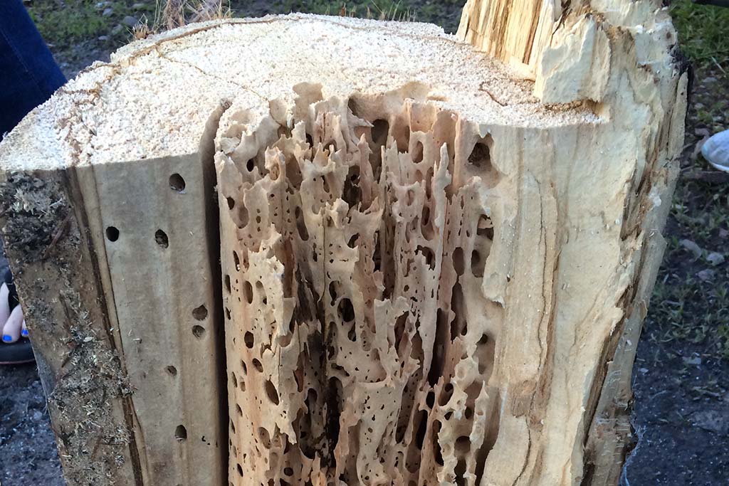 termite-infested log with holes