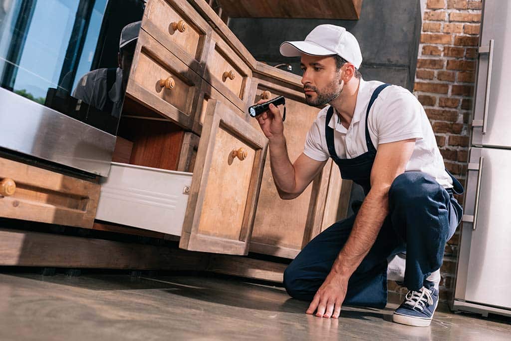 Prescott pest exterminator examining wood fixtures