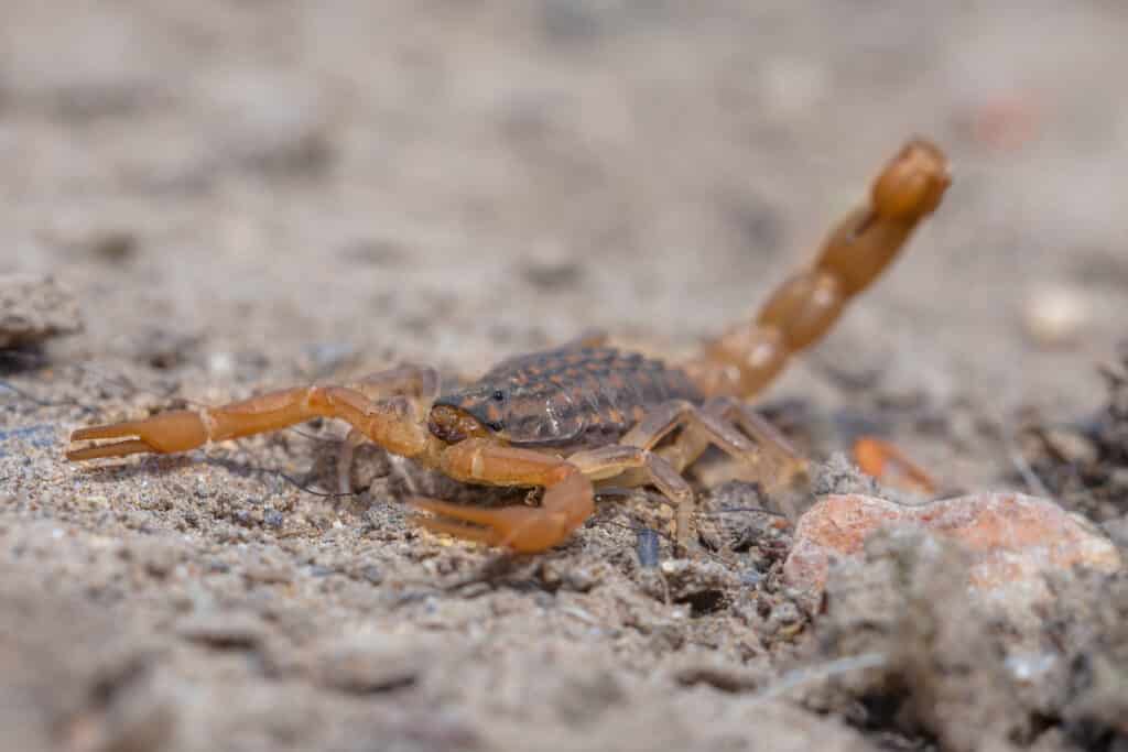 Scorpion in Arizona