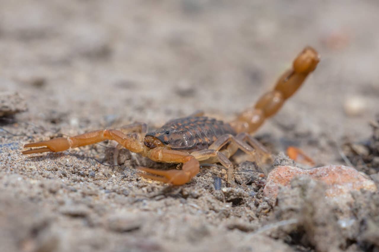 A Guide to Deadly Bugs in Arizona Patriot Pest & Termite Control