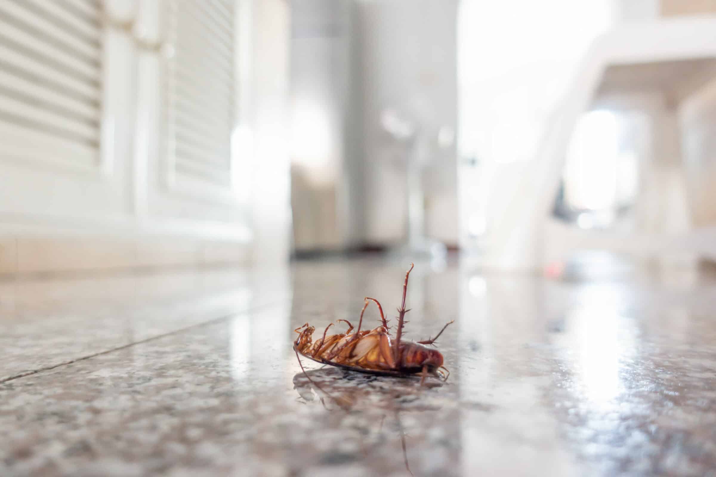 Cockroach infestation in Arizona Home