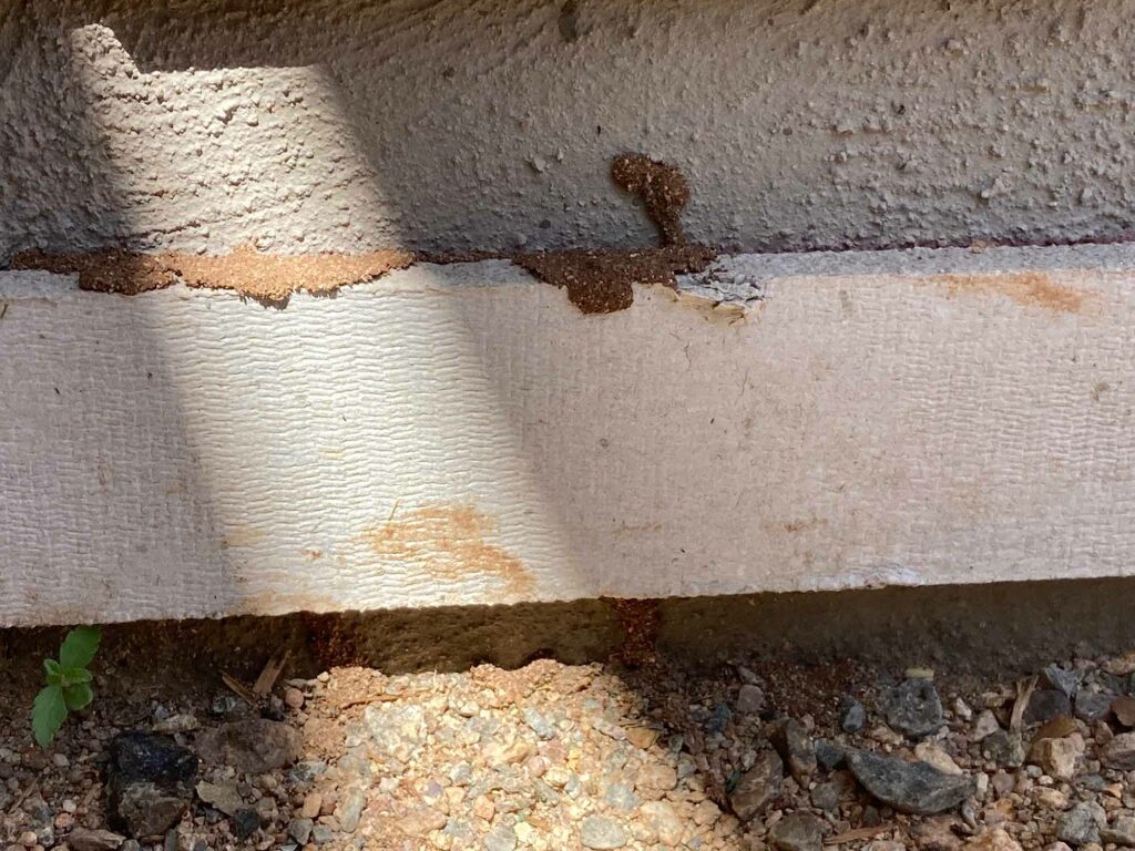 Termites on new construction in Arizona