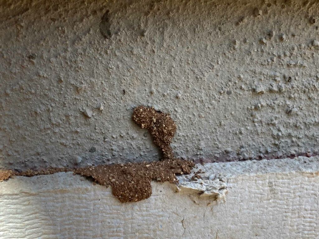 Termites on new construction in Arizona