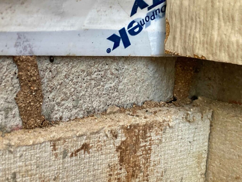 Termites on new construction in Arizona