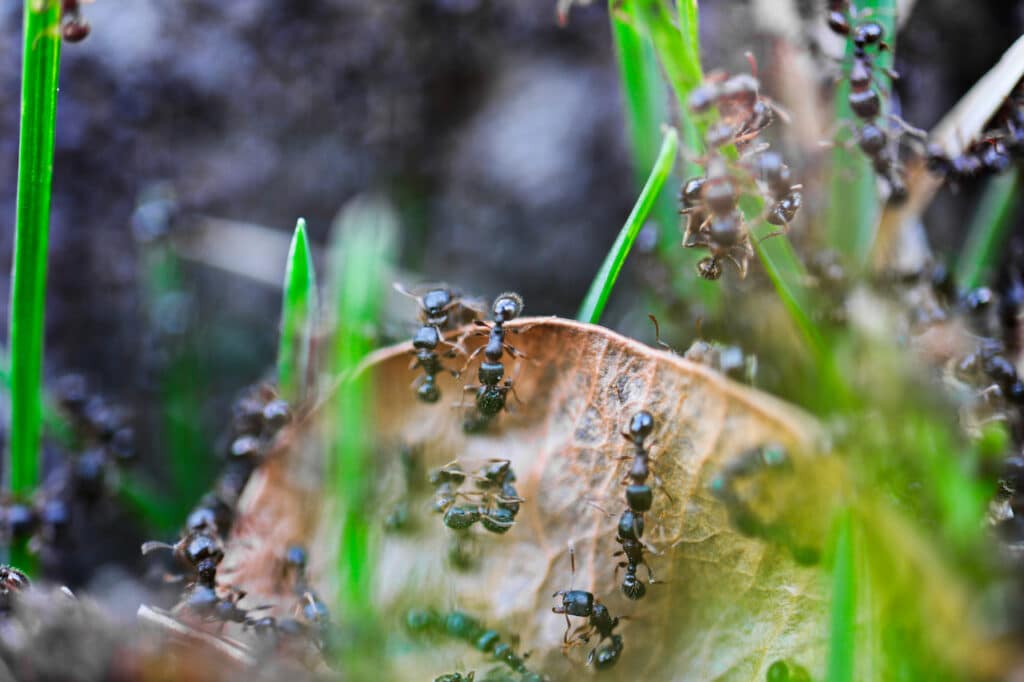 Ants infestation in Prescott Valley that needs pest control