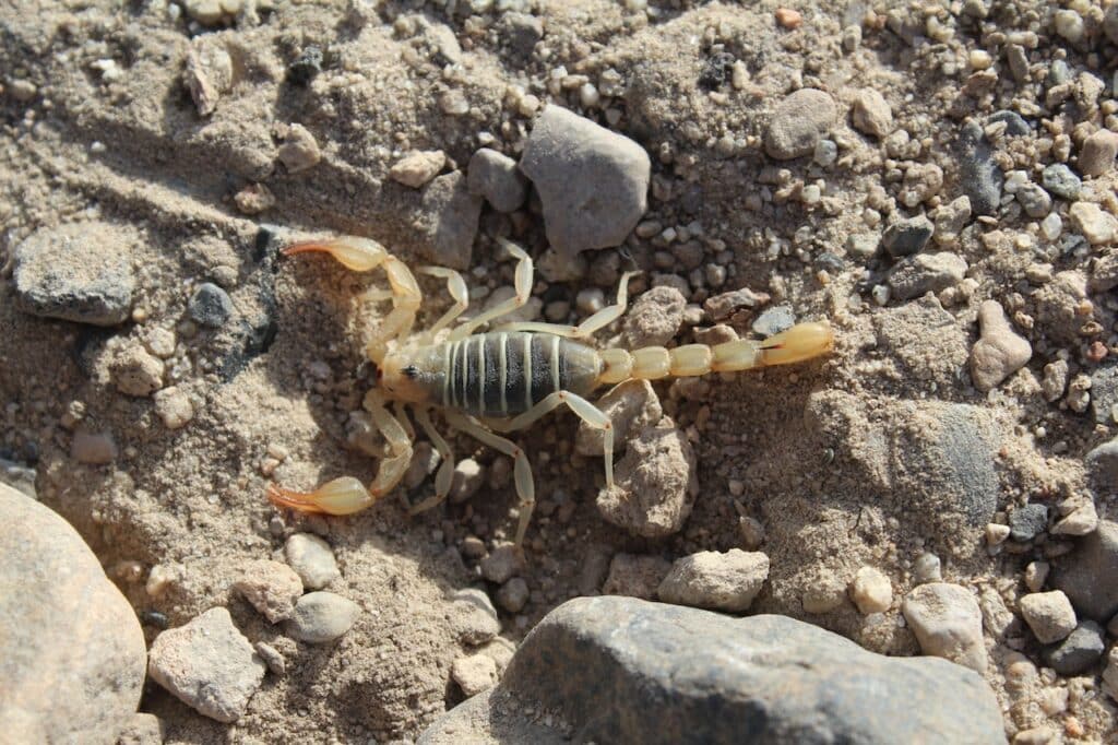 scorpion on Arizona sand