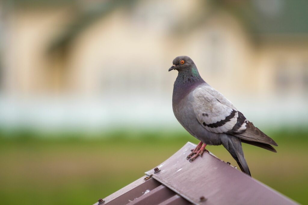 pigeon sitting on a fence