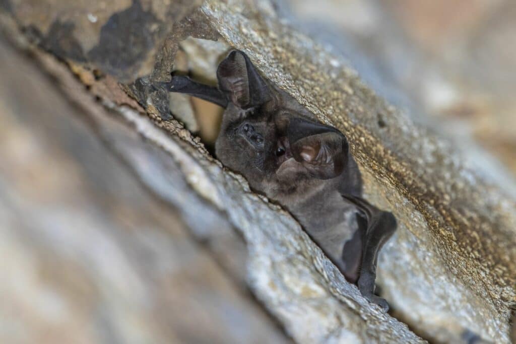 bat roosting in a home