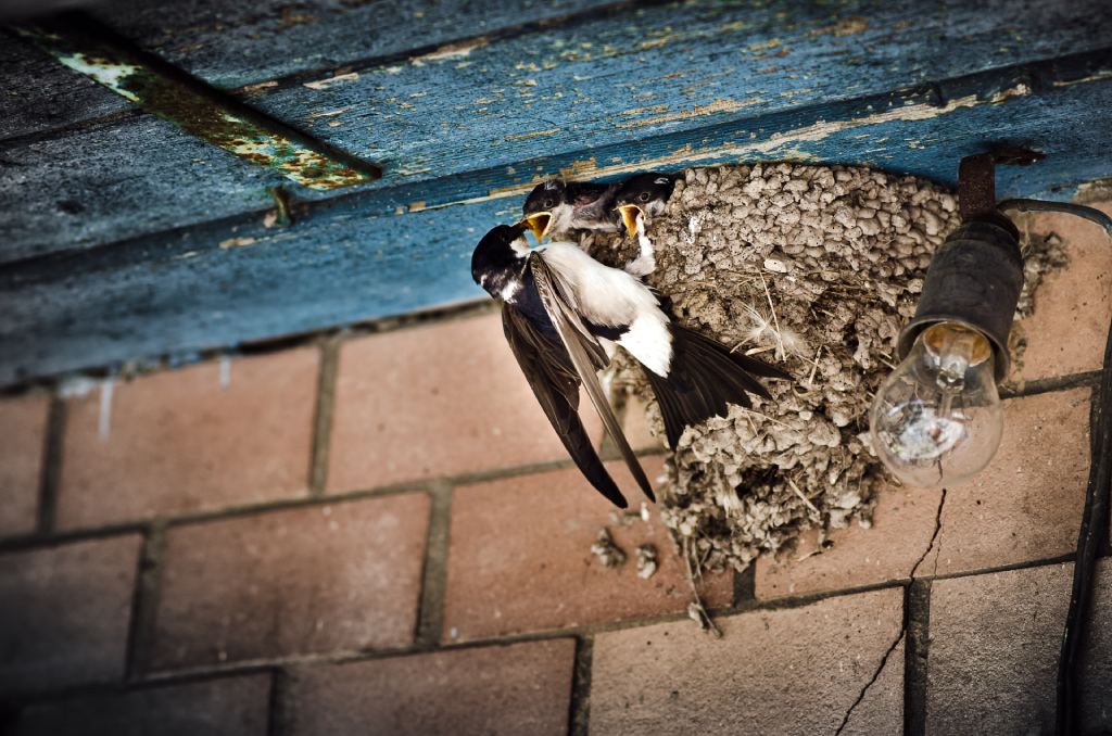 Birds making a nest