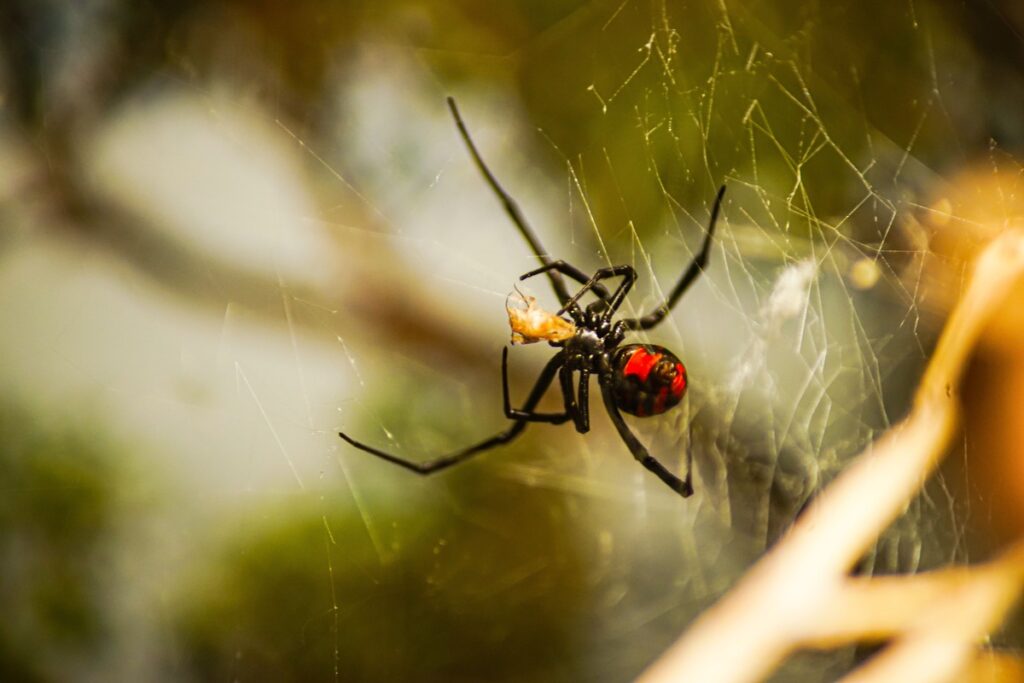 Black widow catch prey in its web