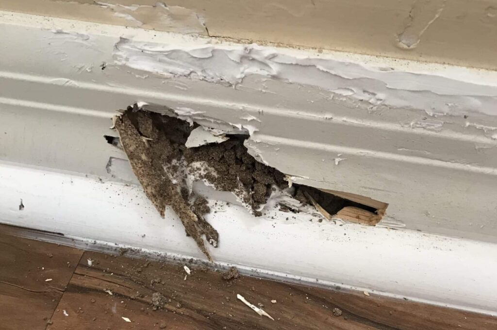 baseboard damage from termites
