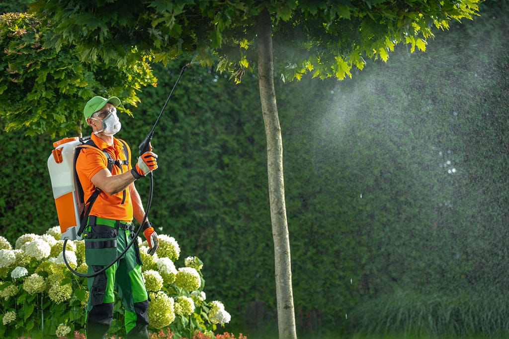 Pest control expert spraying trees