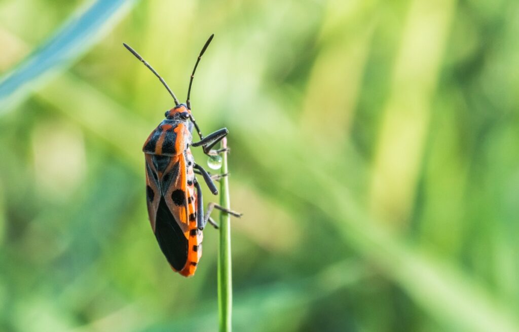how to get rid of boxelder bugs