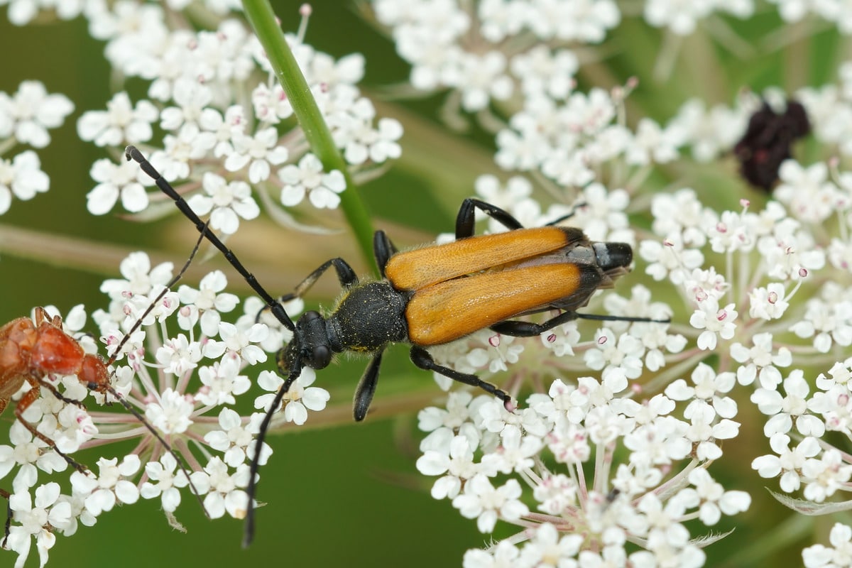 What You Need to Know About Blister Beetles - Patriot Pest & Termite ...