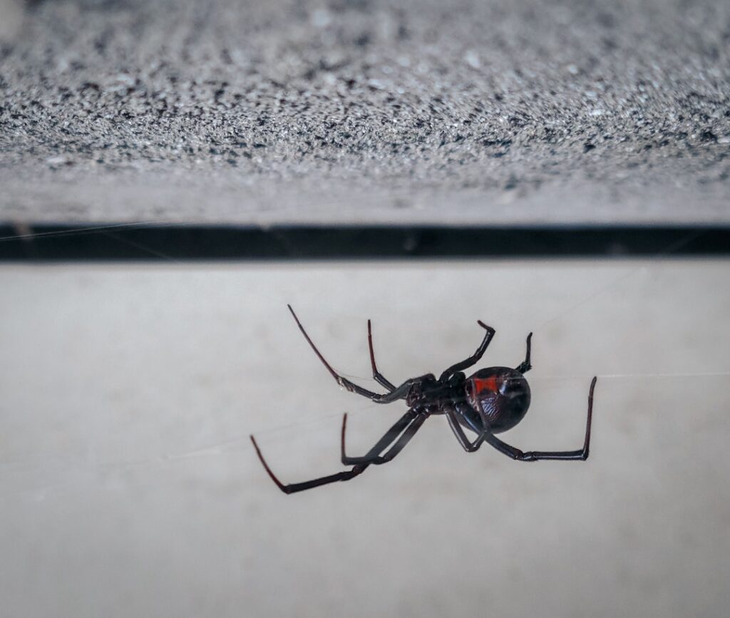 A western black widow, one of the common spiders in Arizona