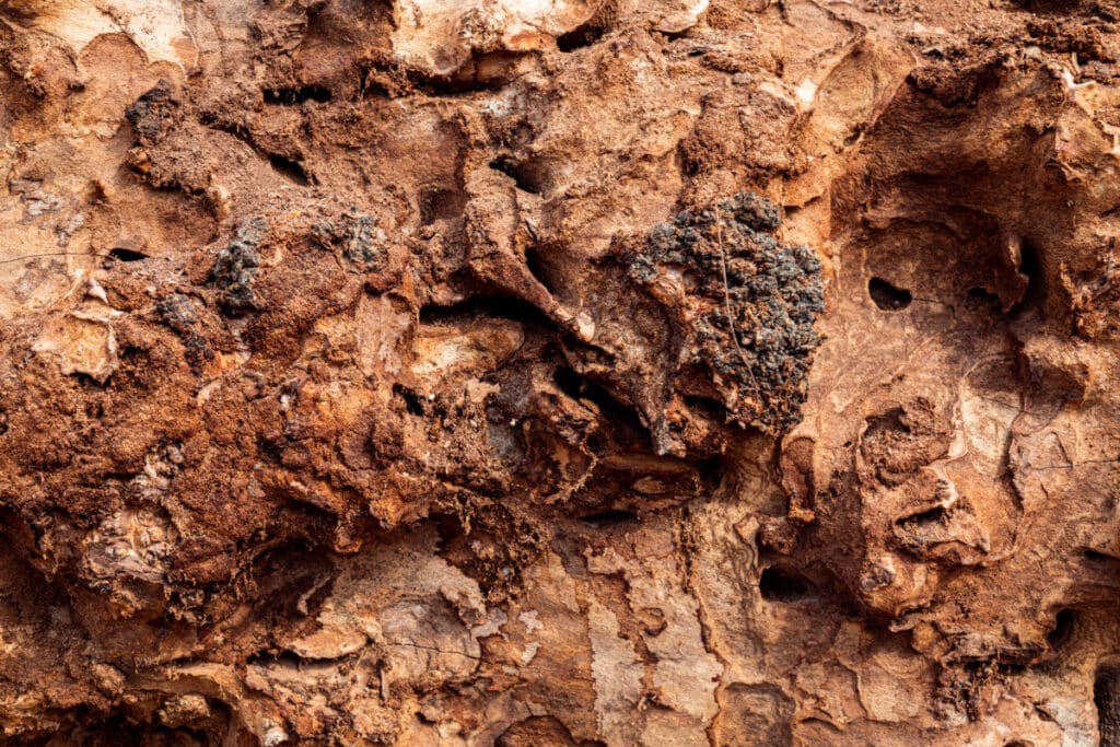 Conifer Bark Beetles