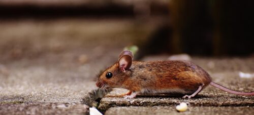 rodent pest control