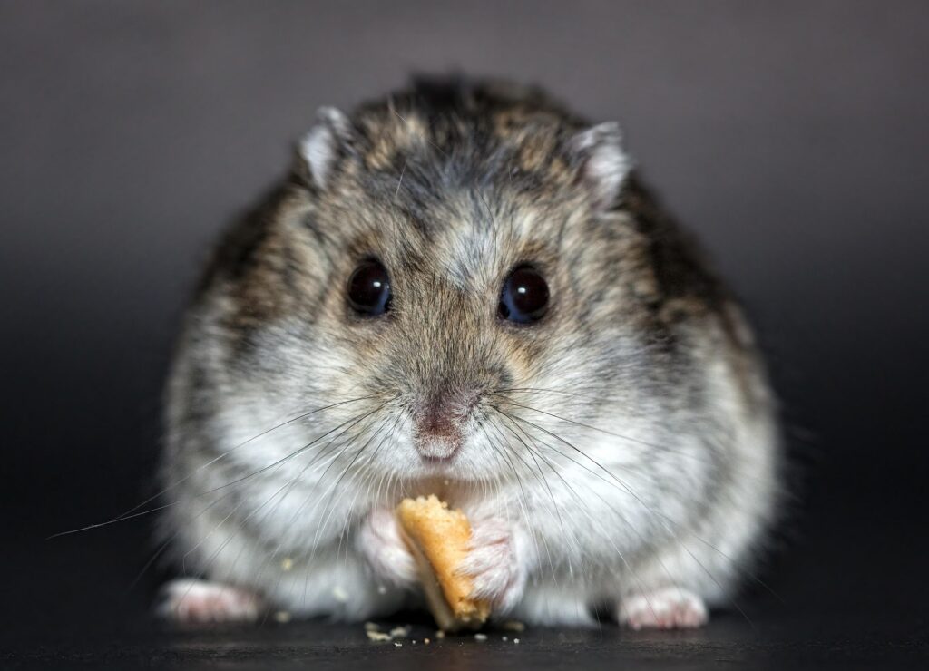 Do Prescott's Pests Actually Disappear in Winter? The Cold Truth