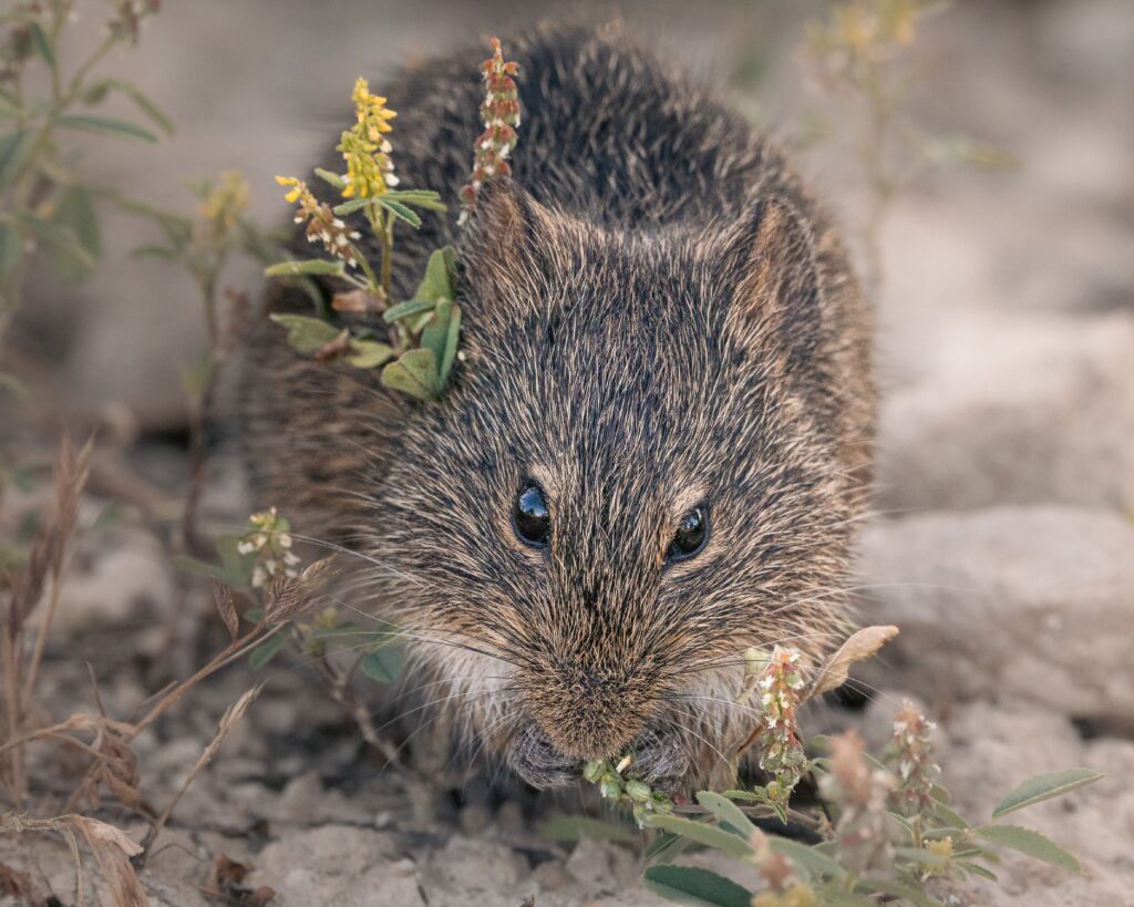 Pack Rats Chewing Your Car's Wiring in Prescott, AZ