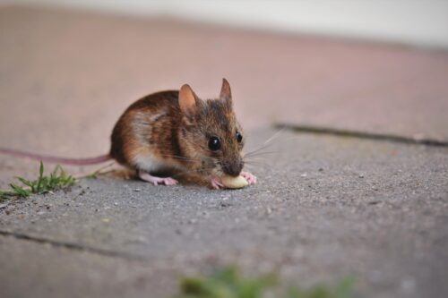 Pack Rats Chewing Your Car's Wiring in Prescott, AZ